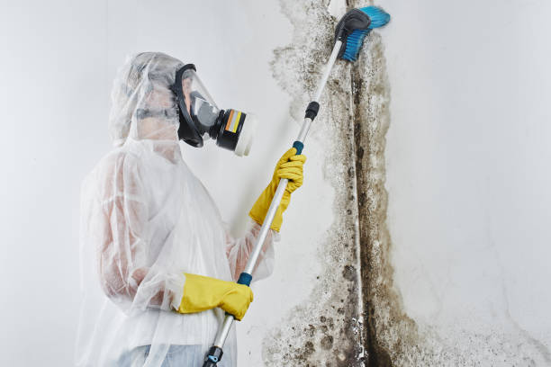 Professional Mold Removal Services in Wellsville, KS