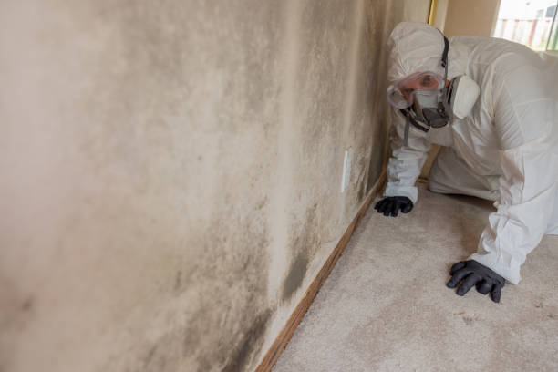 Best Biohazard Mold Removal  in Wellsville, KS